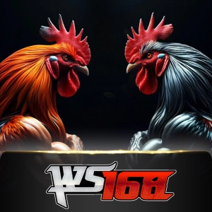 Ws168 Sabung - QUEENBET138